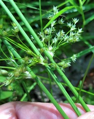 Juncus pylaei