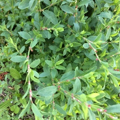 Polygonum aviculare