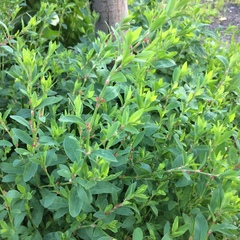 Polygonum aviculare