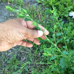 Polygonum aviculare