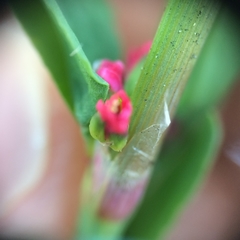 Polygonum aviculare