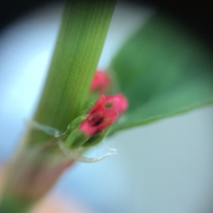Polygonum aviculare