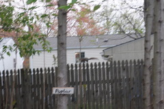 Sciurus carolinensis
