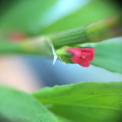 Polygonum aviculare