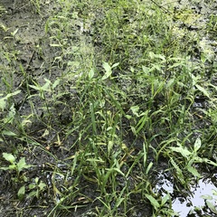 Torreyochloa pallida