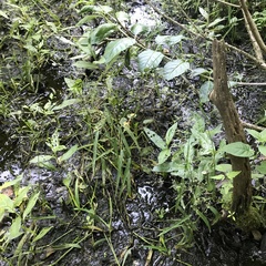 Torreyochloa pallida