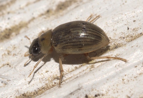 Berosus peregrinus photo 6