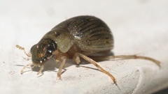 Berosus aculeatus