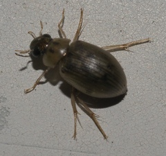 Berosus aculeatus