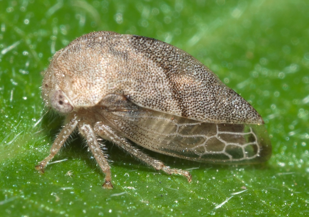 Cyrtolobus griseus