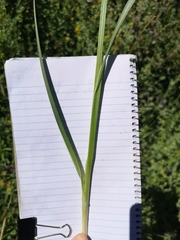 Carex sartwelliana