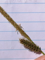 Carex sartwelliana