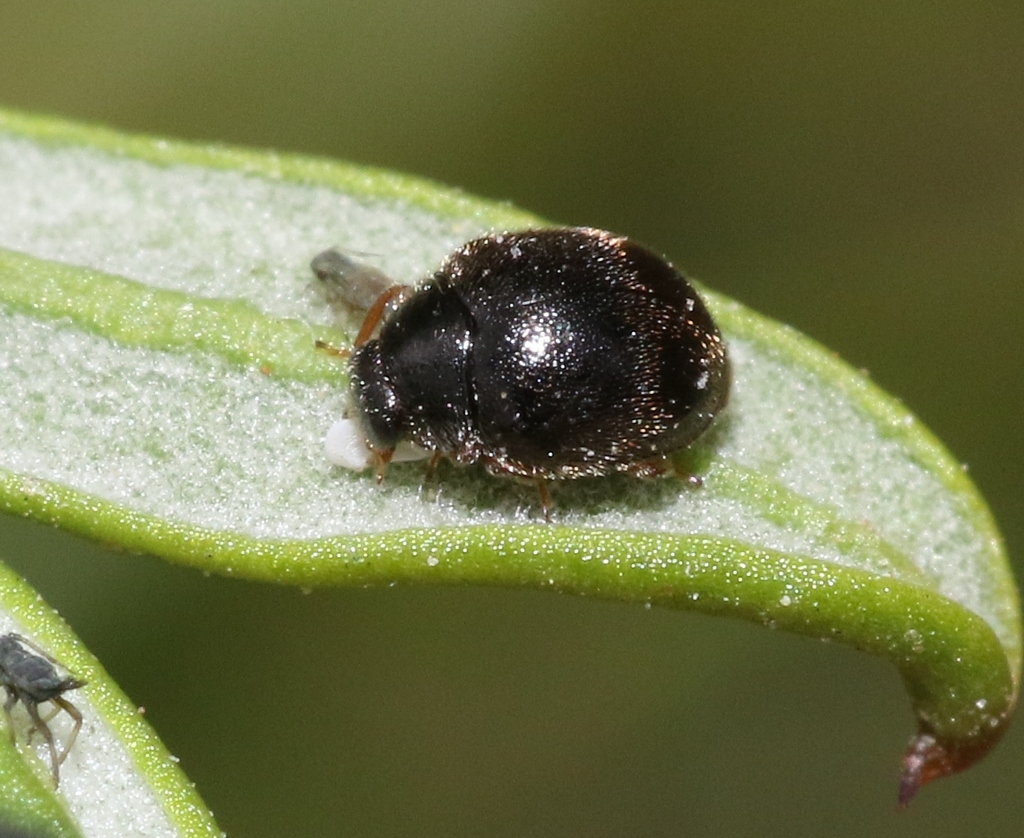Scymnus jacobianus