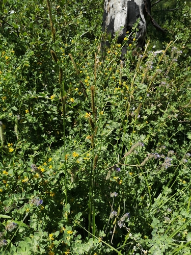 Image of Carex sartwelliana by (c) Jordan Zylstra, some rights reserved (CC BY)