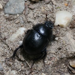 Anoplotrupes stercorosus