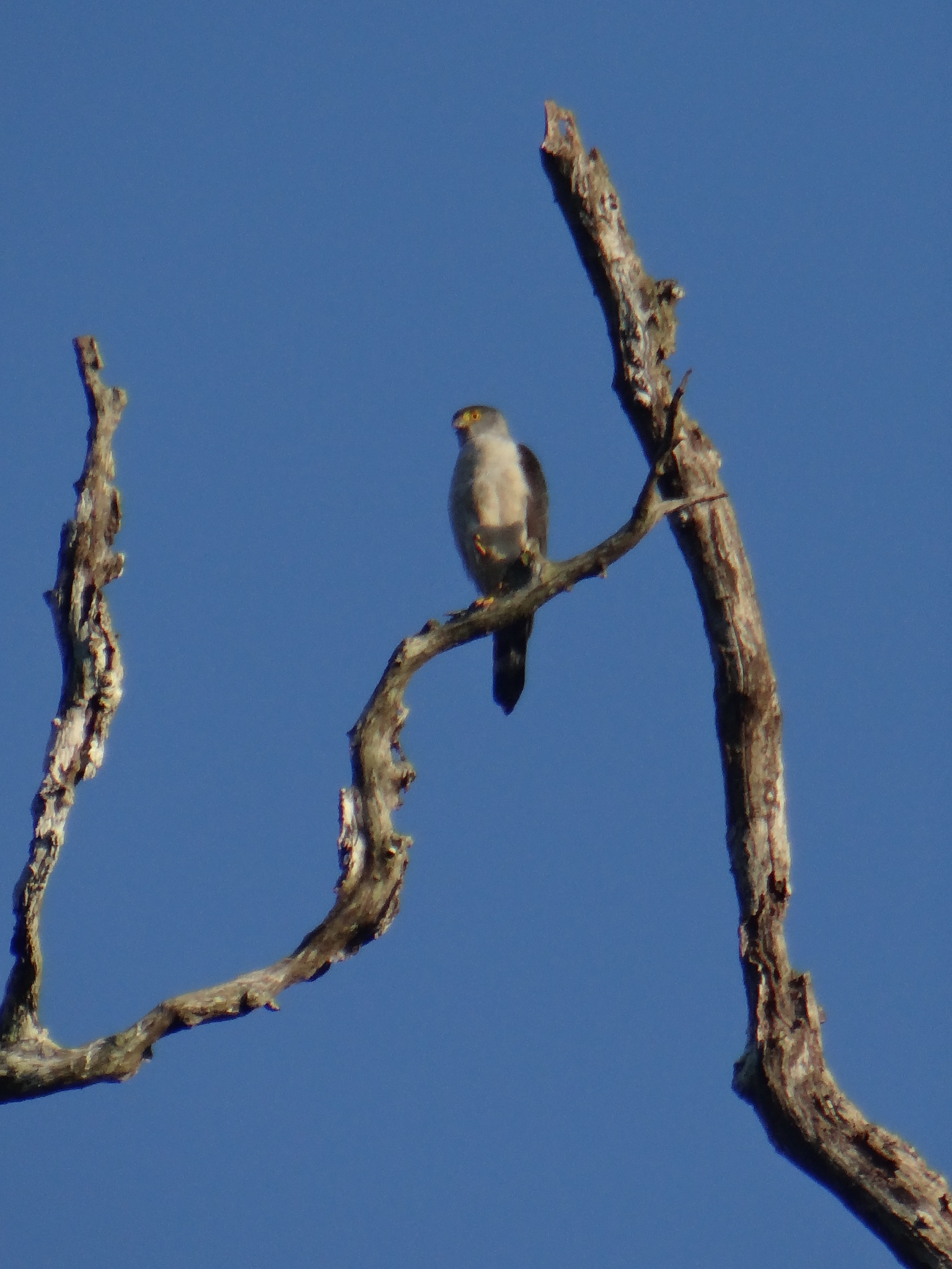 Grey-bellied Hawk (Accipiter poliogaster), photo 6