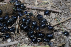 Anoplotrupes stercorosus