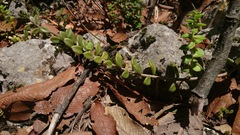 Sedum calcicola