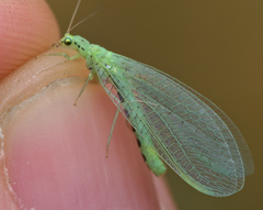 Pseudomallada ventralis