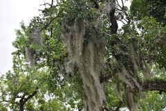 Tillandsia usneoides