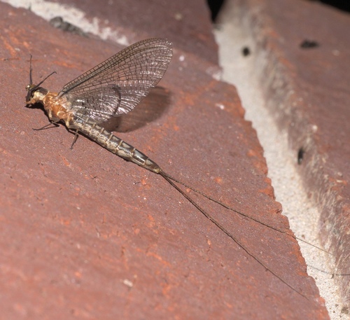 Emergent Mayfly photo 4