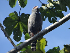 Buteogallus schistaceus