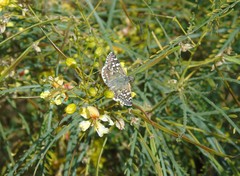 Chirgus bocchoris trisignatus