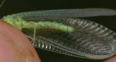 Pseudomallada prasinus