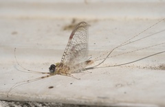 Maccaffertium terminatum terminatum