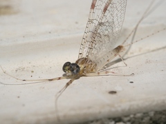 Maccaffertium terminatum terminatum