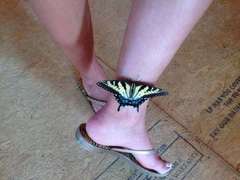 Papilio glaucus
