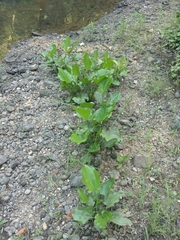 Echinodorus cordifolius