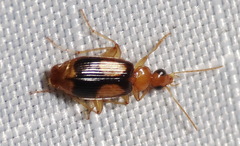 Nemotarsus elegans