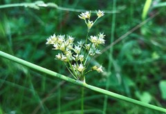 Juncus pylaei