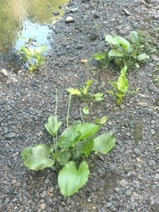 Echinodorus cordifolius