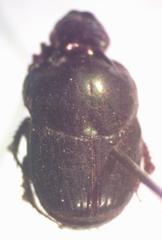 Onthophagus batesi
