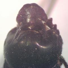 Onthophagus batesi