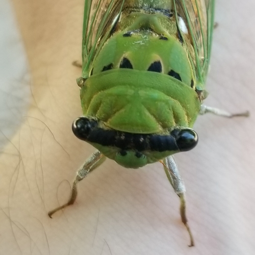 Superb Dog-day Cicada