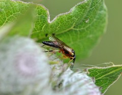 Diplazon pectoratorius