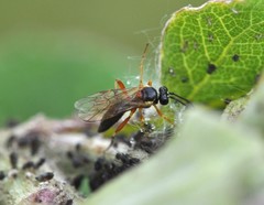 Diplazon pectoratorius