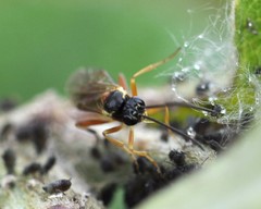 Diplazon pectoratorius