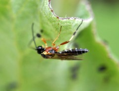 Diplazon pectoratorius