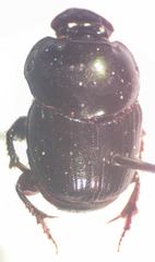Onthophagus batesi