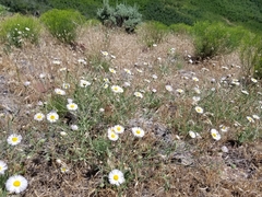 Erigeron eatonii