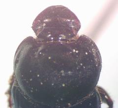 Onthophagus batesi