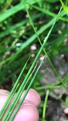Juncus pylaei