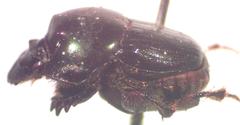 Onthophagus batesi