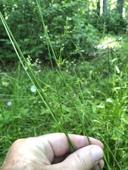 Juncus pylaei