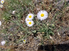 Erigeron eatonii