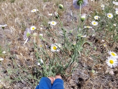 Erigeron eatonii